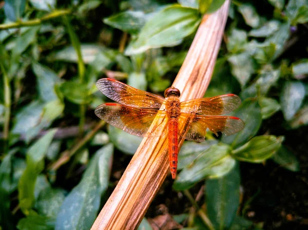 Closeup Shot Orange Dragonfly Long Brown Leaf — Stockfoto