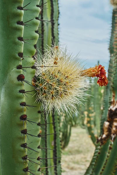 Huerto Cactus Que Produce Ricas Pitayas Bolas Con Espinas Los —  Fotos de Stock