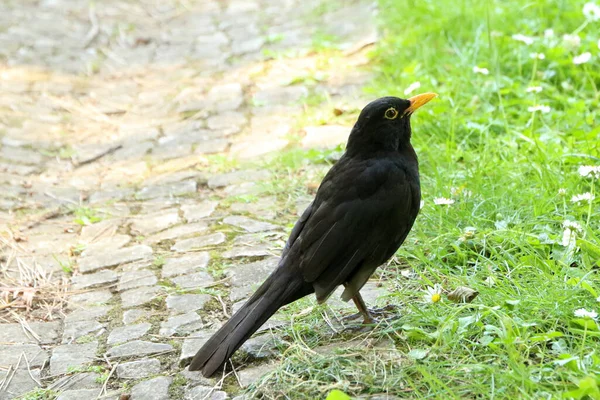 草のあるタイル張りの地面に一般的な黒い鳥のクローズアップショット — ストック写真