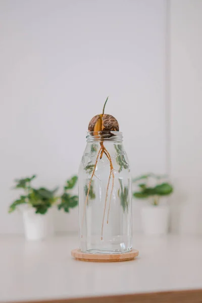 Plan Vertical Une Graine Avocat Dans Vase Verre — Photo