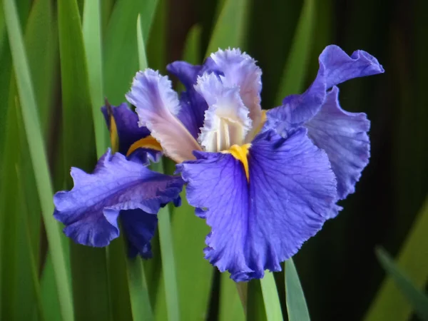 Nahaufnahme Einer Blauen Iris Einem Garten Unter Sonnenlicht — Stockfoto