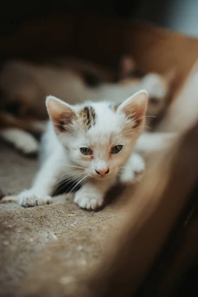 Närbild Skott Den Inhemska Korthåriga Katt Lådan — Stockfoto