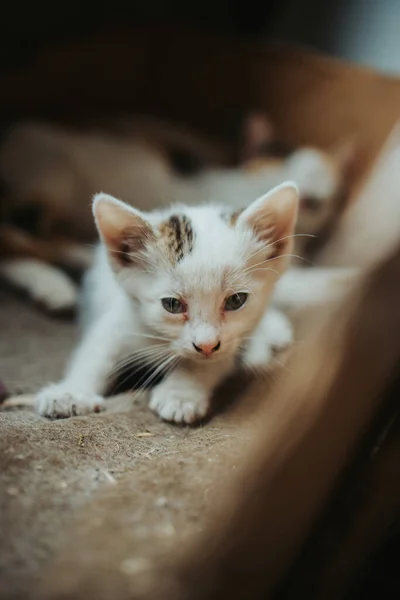 Een Close Foto Van Huiskat Met Kort Haar Doos — Stockfoto