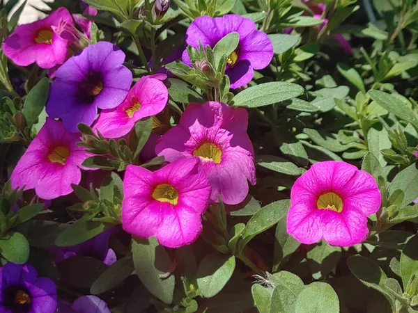 Las Hermosas Flores Rosadas Calibrachoa Sol — Foto de Stock