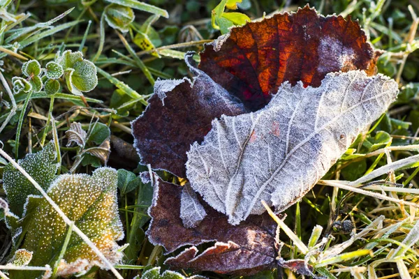 Kurumuş Yaprakların Üzerindeki Donmuş Çiğ Tanesinin Yakın Çekimi — Stok fotoğraf