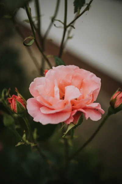 Tiro Close Belas Rosas — Fotografia de Stock