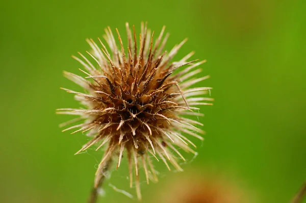 Estande Frutas Secas Pequeno Teasel Ano Anterior Macro Tiro Marrom — Fotografia de Stock