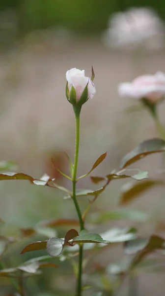 Een Selectieve Focus Shot Van Een Witte Roos Bloeiende Plant — Stockfoto