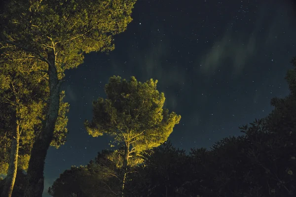Πράσινα Δέντρα Ένα Δάσος Κάτω Από Τον Έναστρο Ουρανό — Φωτογραφία Αρχείου