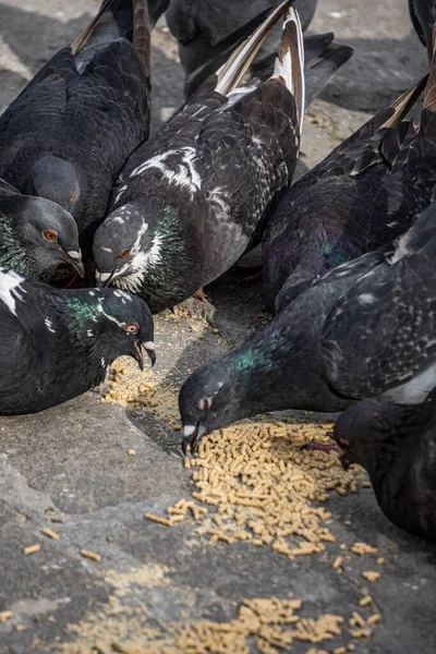 Egy Függőleges Felvétel Egy Csapat Galambról Amint Kukoricát Esznek Járdán — Stock Fotó