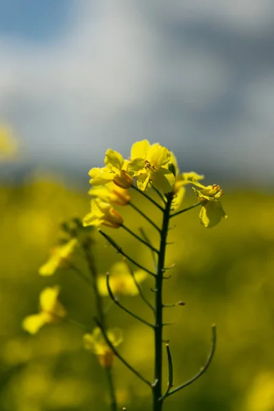 Vertikal Bild Gul Canola — Stockfoto