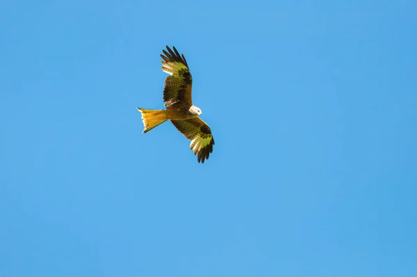 Cliché Angle Bas Faucon Solitaire Planant Dans Ciel Bleu Vif — Photo