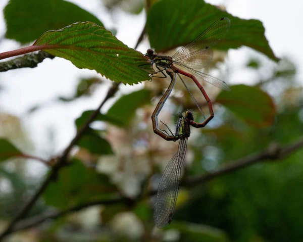 Selective Focus Shot Dragonflies Mating Leaf — Stock Photo, Image