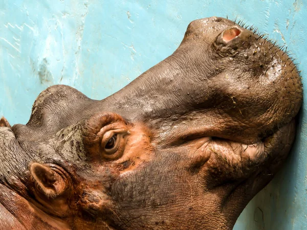 Zbliżenie Ujęcia Hipopotama — Zdjęcie stockowe