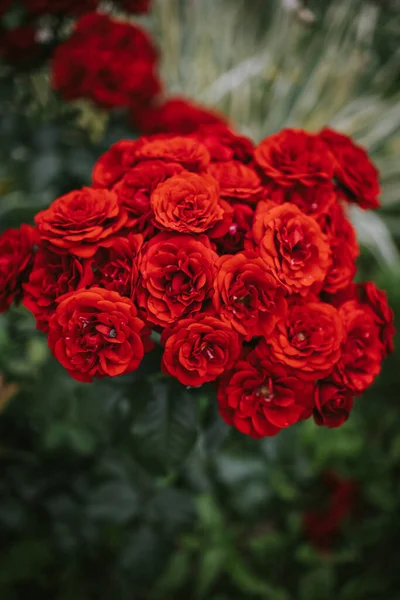 Zbliżenie Ujęcie Czerwonych Róż — Zdjęcie stockowe