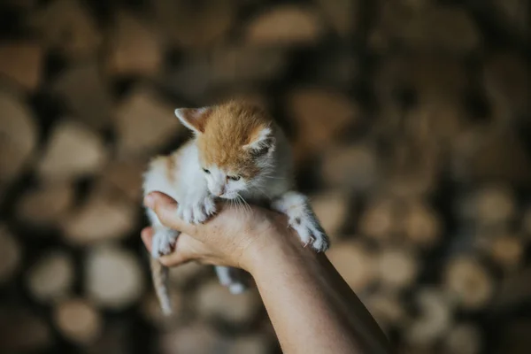 Närbild Kattunge Till Hands — Stockfoto