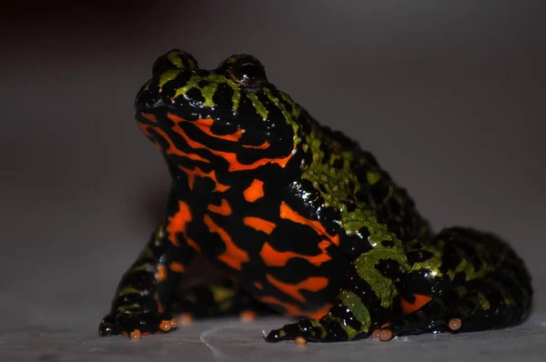 Sapo Asiático Barriga Fogo Oriental Bombina Orientalis — Fotografia de Stock