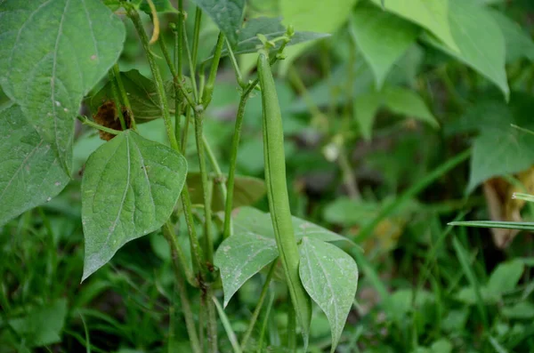 葉や植物が農場で成長している緑のフランス豆の選択的な焦点 — ストック写真