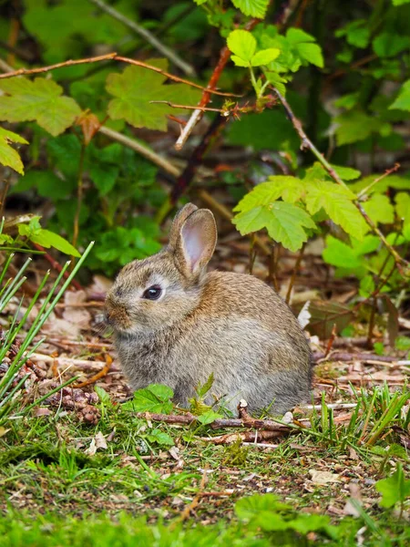 Gros Plan Vertical Lapin Brun Mignon Extérieur Pendant Lumière Jour — Photo