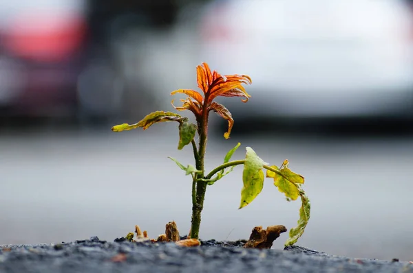 Uma Árvore Jovem Rompe Asfalto Parque Estacionamento Natureza Luta Contra — Fotografia de Stock