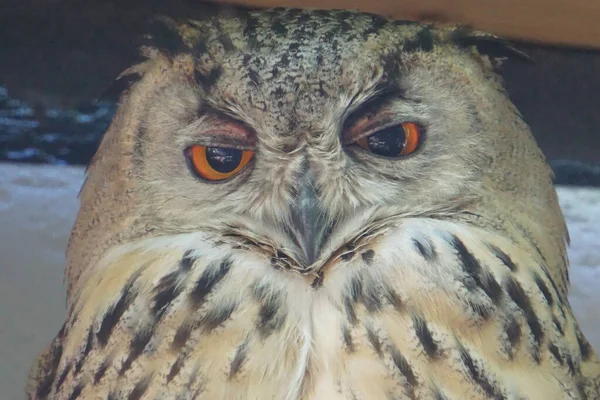 一只红眼的褐色熟睡猫头鹰的特写镜头 野生动物 — 图库照片