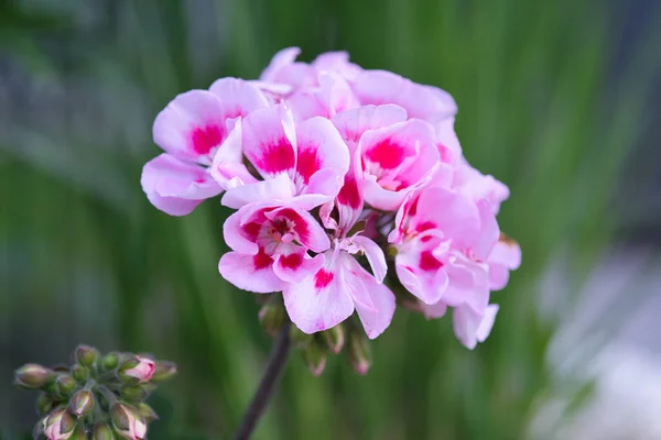 Selektywny Strzał Ostrości Pięknych Różowych Kwiatów Pelargonii — Zdjęcie stockowe