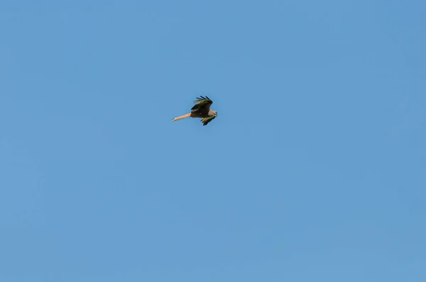 Falcão Longe Voando Num Céu Azul Vazio Sem Nuvens Num — Fotografia de Stock