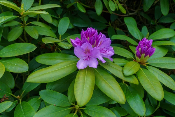 Цвітіння Квітучих Квітів Рододендрона — стокове фото