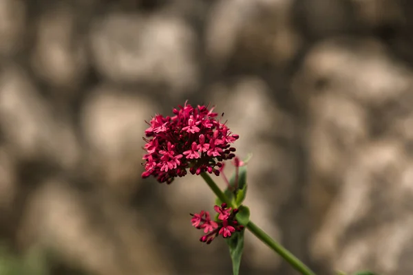 Een Ondiepe Focus Shot Van Rode Valeriaan Bloemen — Stockfoto