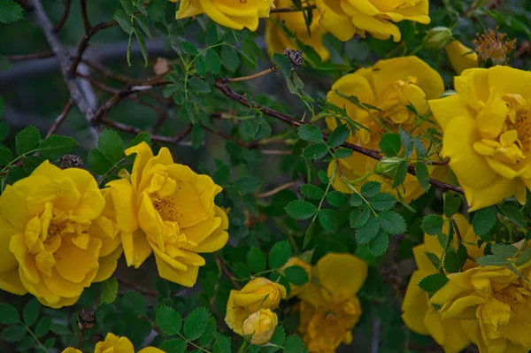Zbliżenie Pięknego Żółtego Rozbłysku Słońca Floribunda Róża Krzewy Różane — Zdjęcie stockowe