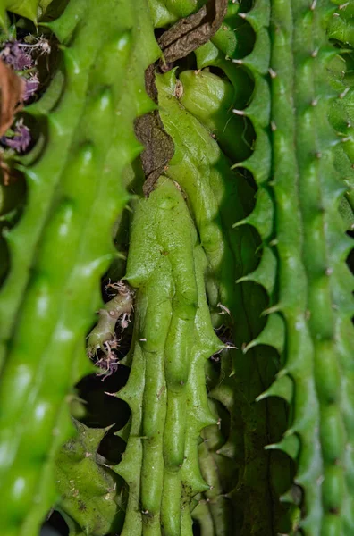 Svislý Záběr Čerstvě Zeleného Kaktusového Pozadí — Stock fotografie