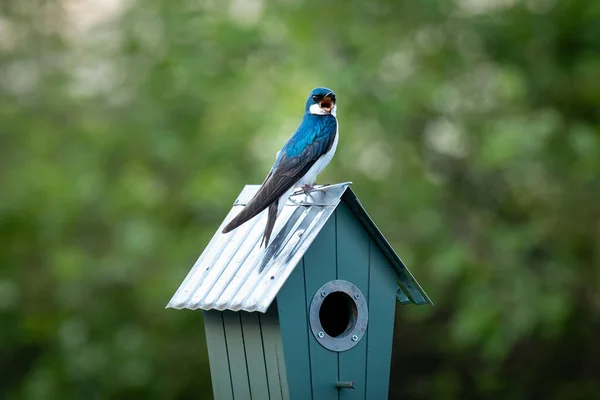 鳥小屋の上に座っている鳥のクローズアップショット — ストック写真