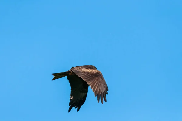 Whistling Drak Flying Sky — Stock fotografie