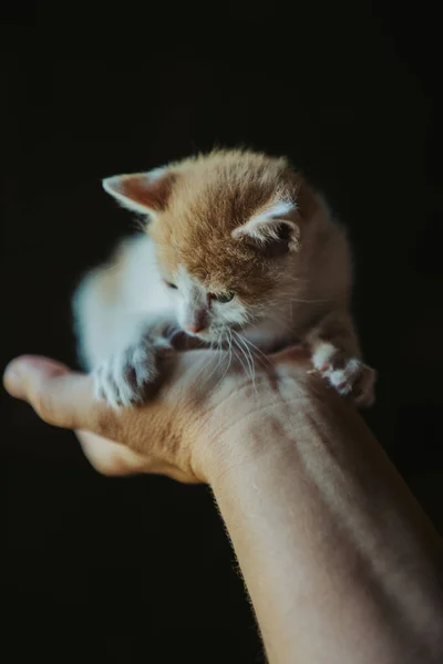 Eine Nahaufnahme Eines Kätzchens Auf Der Hand — Stockfoto