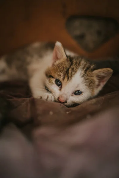 Closeup Shot Domestic Short Haired Cat — Stock Photo, Image