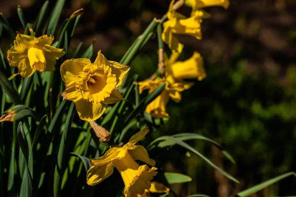 Eine Nahaufnahme Blühender Narzissenblüten Grünen — Stockfoto