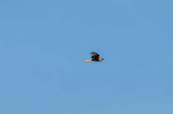 Papagaio Preto Voando Céu — Fotografia de Stock