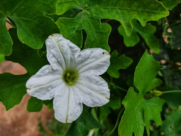Primer Plano Una Petunia Blanca Arbusto Con Hojas Verdes — Foto de Stock