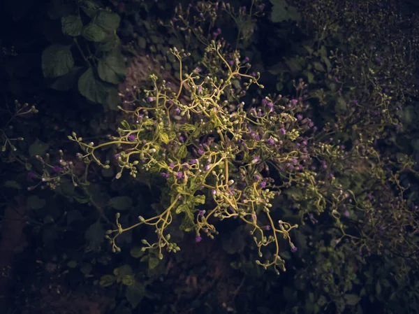 Hermoso Tiro Flores Púrpuras Pequeñas Silvestres Ideal Para Papel Pintado —  Fotos de Stock