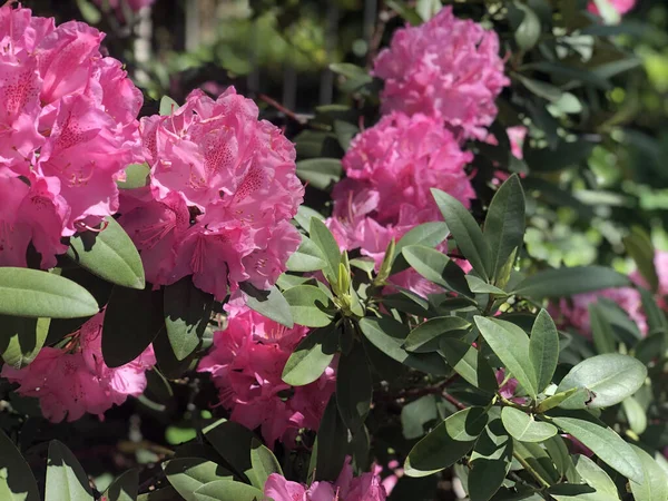 Selective Focus Shot Beautiful Pink Rhododendron Flowers — Stock Photo, Image