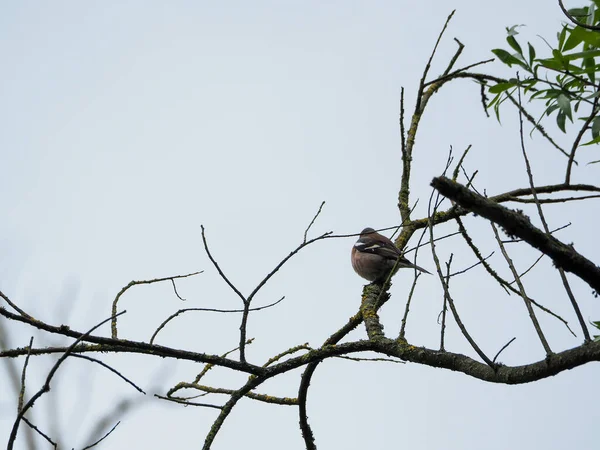 Eine Großaufnahme Eines Finkenvogels Der Einem Bewölkten Tag Auf Einem — Stockfoto