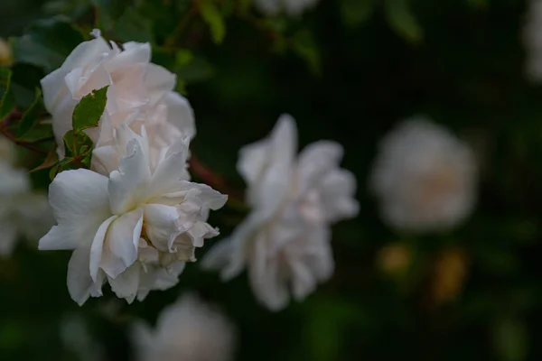 Rose Full Bloom White Light Pinks Other Blossoms Blurry Background — Fotografia de Stock