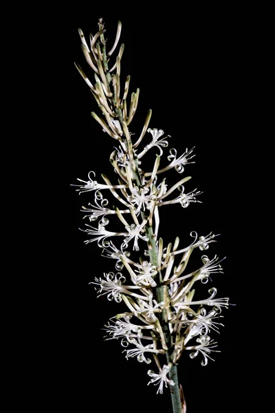 Eine Vertikale Aufnahme Der Sansevieria Blütenspitze Isoliert Auf Schwarzem Hintergrund — Stockfoto