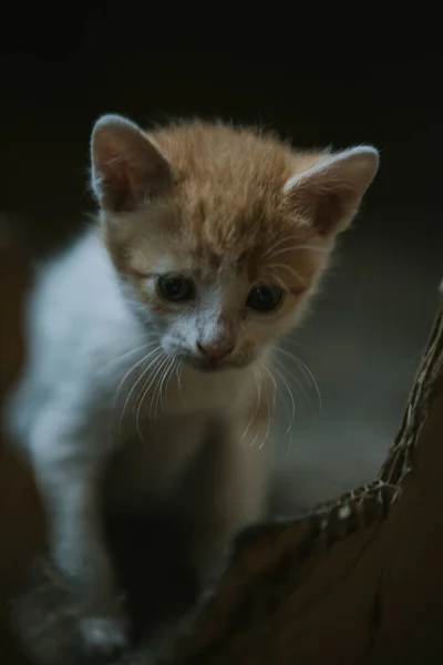 Tiro Vertical Gatinho Gengibre Bonito — Fotografia de Stock