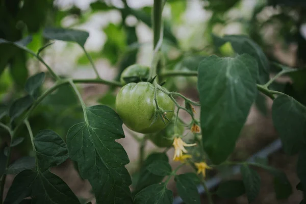 Eine Nahaufnahme Unreifer Grüner Tomaten Die Einem Garten Wachsen — Stockfoto