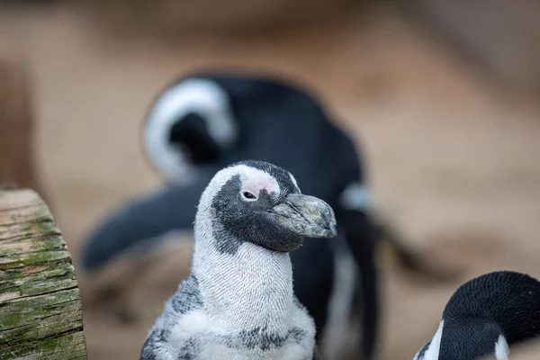Вибірковий Фокус Голови Чорно Білих Пінгвінів Тлі Інших Тварин — стокове фото