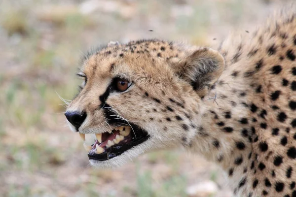 Closeup Shot Roaring Cheetah — Fotografia de Stock