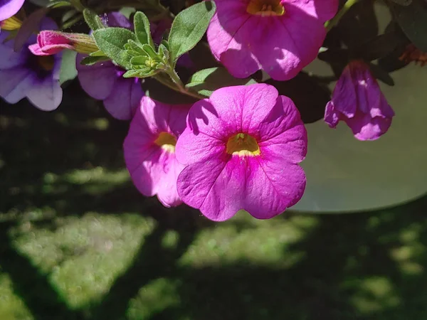 Bellissimi Fiori Rosa Calibrachoa Sotto Sole — Foto Stock