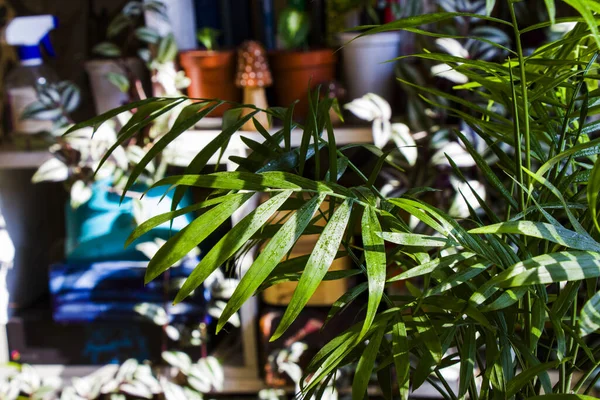 Indoor Areca Palm Tree Dypsis Lutescens Home Decor — Stock Photo, Image