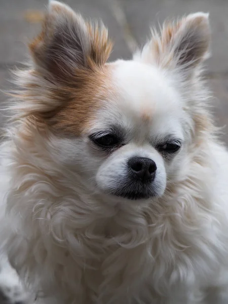 Vertikal Närbild Bedårande Vit Chihuahua Hund — Stockfoto